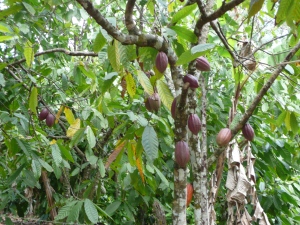 Theobroma_cacao_tree
